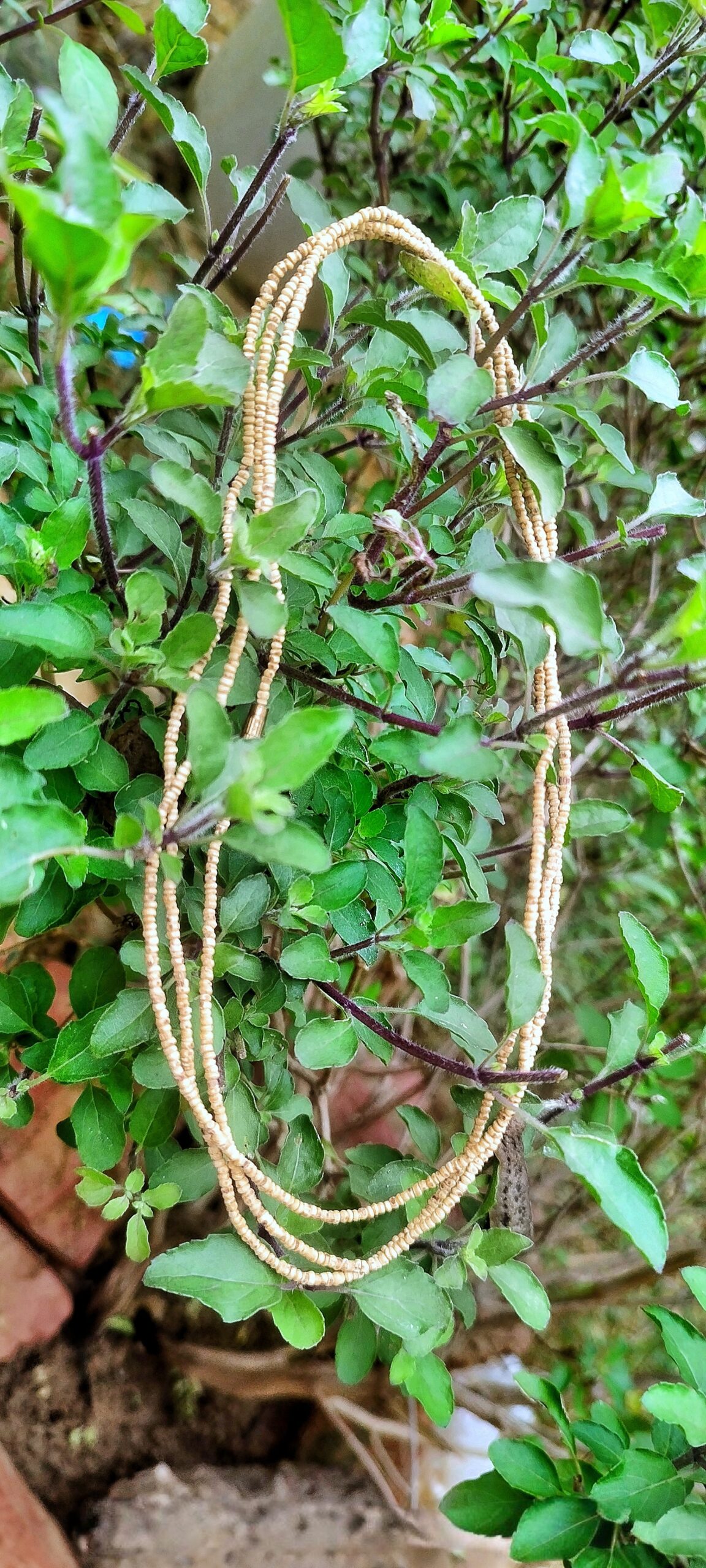 🌿 Original Tulsi Kanthi Mala – Small Beads Edition 🌿