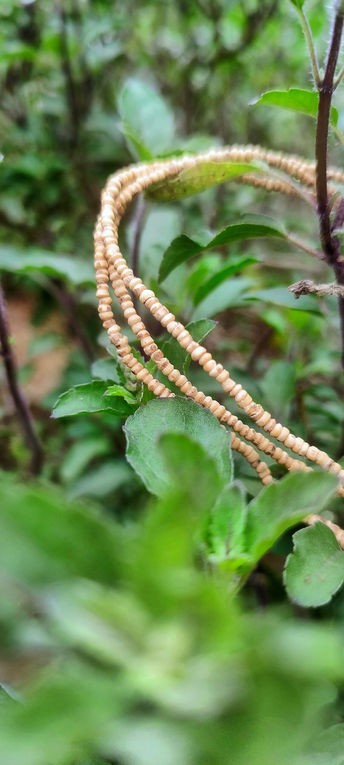 Original Tulsi Kanthi Mala – Small Beads - Image 2