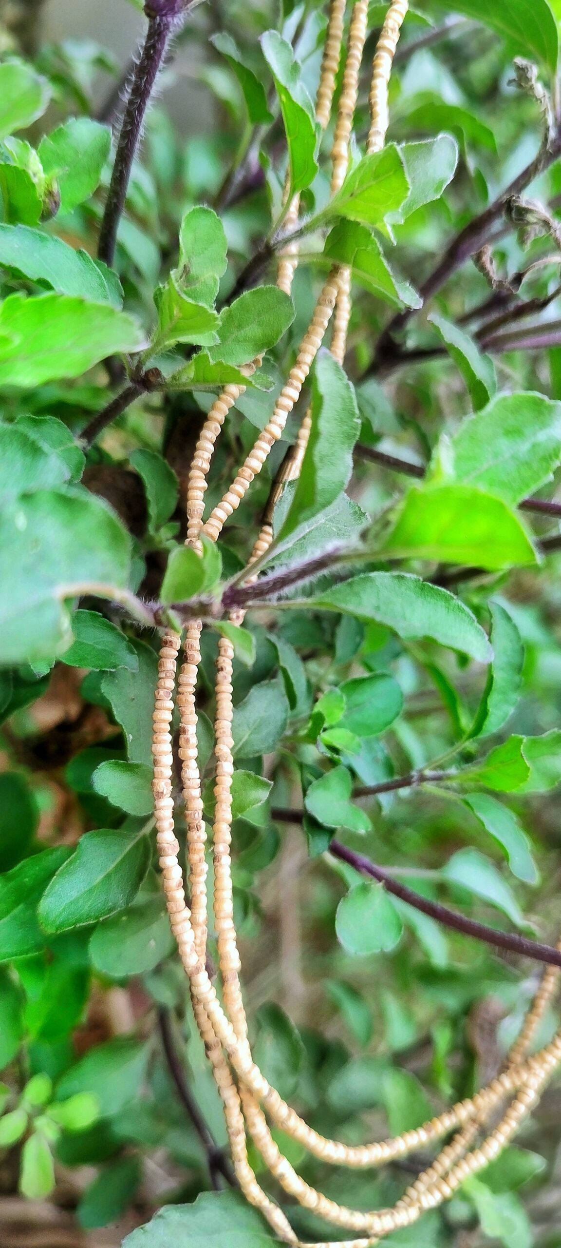 Original Tulsi Kanthi Mala – Small Beads - Image 3